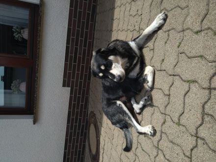 Labrador-Mischlingswelpen in liebevolle Hände abzugeben
