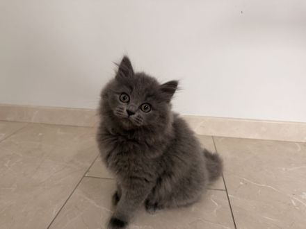Sofort Mitnahme bereit 2 mega süße reinrassige BLH Kitten in Blue suchen ein liebevollen Zuhause