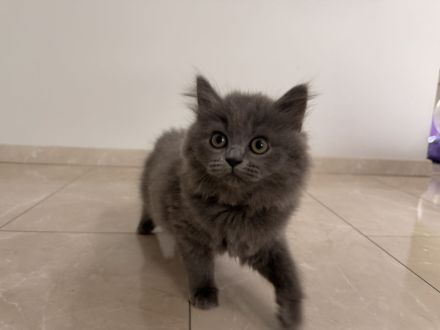 Sofort Mitnahme bereit 2 mega süße reinrassige BLH Kitten in Blue suchen ein liebevollen Zuhause