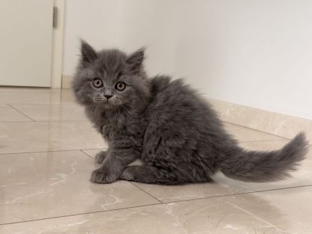 Sofort Mitnahme bereit 2 mega süße reinrassige BLH Kitten in Blue suchen ein liebevollen Zuhause
