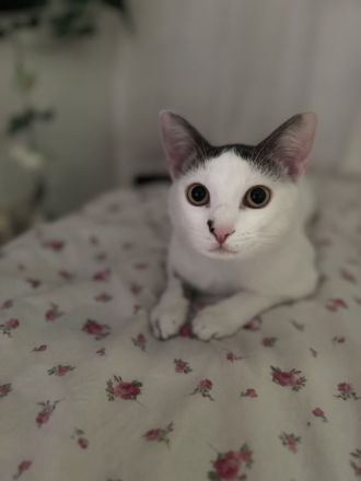 Lieber Kater Pamuk (EKH, geimpft) sucht neues Zuhause