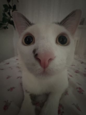Lieber Kater Pamuk (EKH, geimpft) sucht neues Zuhause