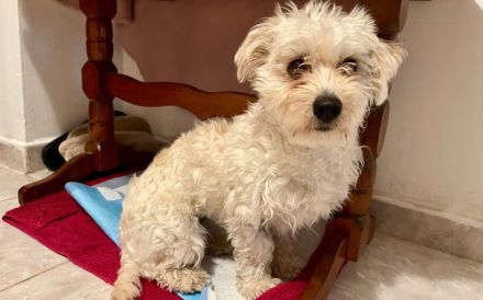 Traumhund Josephine sucht Zuhause