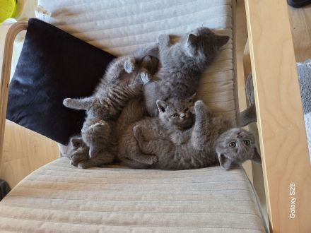 Bkh Kitten