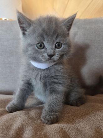 Bkh Kitten