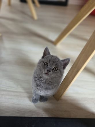 Bkh Kitten
