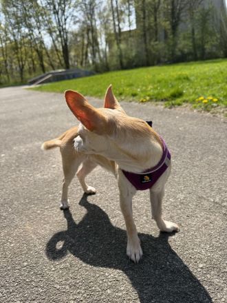 Liebevolle Chihuahua-Hündin sucht ein neues Zuhause 🐾