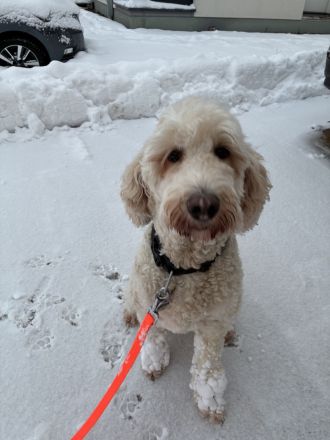 Goldendoodle F1bb Welpen 9 Wochen alt