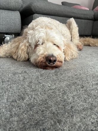 Goldendoodle F1bb Welpen 9 Wochen alt