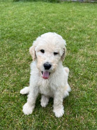 Goldendoodle F1bb Welpen 9 Wochen alt