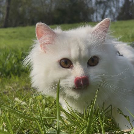 Deckkater /Creme-Weiß