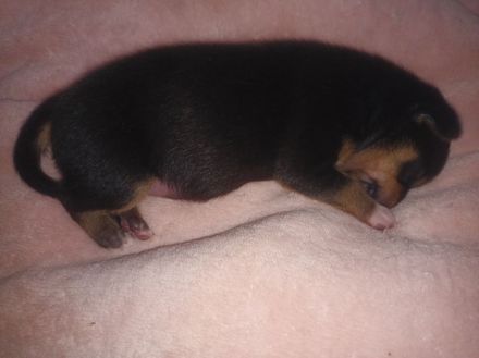 Welpen powderpaw rehpinscher Chihuahua Mix