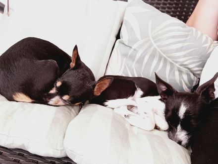 Welpen powderpaw rehpinscher Chihuahua Mix