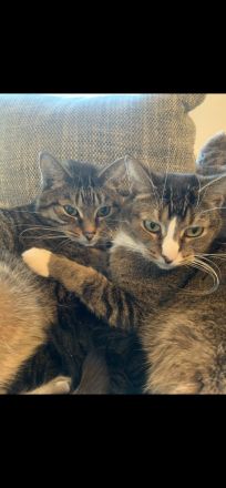 Liebevolle Katzenbrüder suchen ein Für-Immer-Zuhause