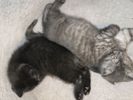 Bkh kitten männlich
