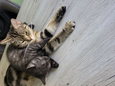 Bkh kitten männlich