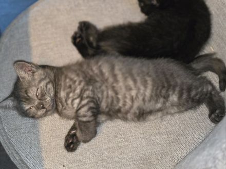 Bkh kitten männlich