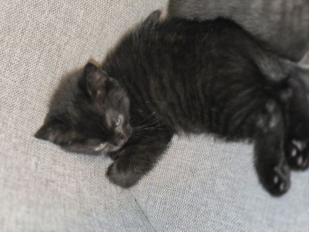 Bkh kitten männlich