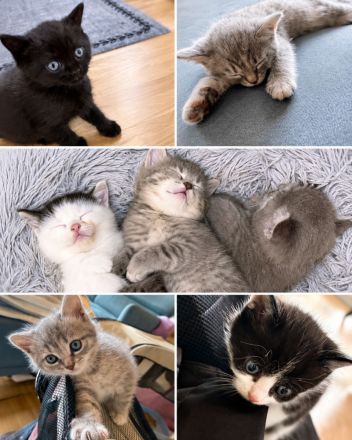 Wunderschöne BKH kitten