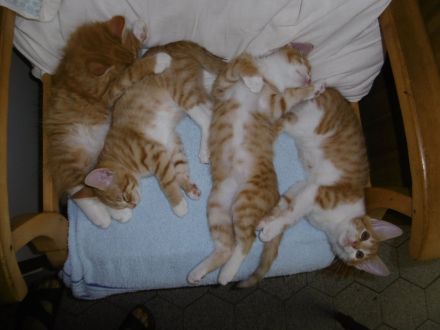 3 Mädchen Maine Coon Mix rot