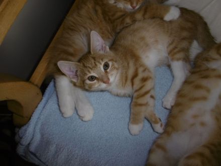 3 Mädchen Maine Coon Mix rot