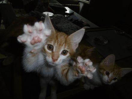 3 Mädchen Maine Coon Mix rot