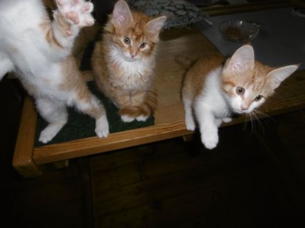 3 Mädchen Maine Coon Mix rot