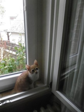 3 Mädchen Maine Coon Mix rot