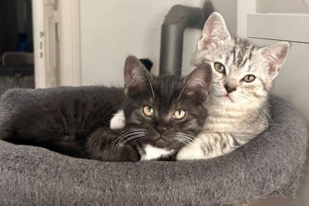 Noch 2 süße und verspielte BKH Mix Kitten suchen ein neues zuhause