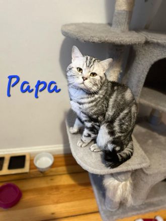 Noch 2 süße und verspielte BKH Mix Kitten suchen ein neues zuhause