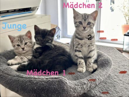 Noch 2 süße und verspielte BKH Mix Kitten suchen ein neues zuhause
