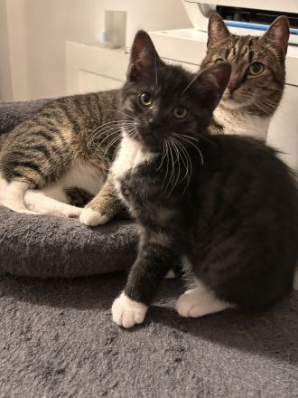 Noch 2 süße und verspielte BKH Mix Kitten suchen ein neues zuhause