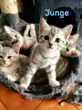 Noch 2 süße und verspielte BKH Mix Kitten suchen ein neues zuhause
