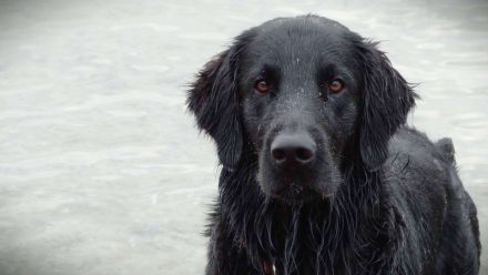 Flat Coated Retriever Deckrüde – zuchttauglich, gesund & wesensfest | Pepper