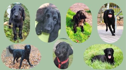 Flat Coated Retriever Deckrüde – zuchttauglich, gesund & wesensfest | Pepper