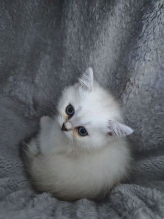 BKH Kitten weiß & Blue Point