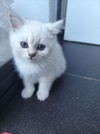 BKH Kitten weiß & Blue Point