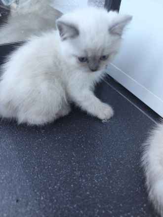 BKH Kitten weiß & Blue Point