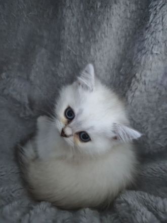 BKH Kitten weiß & Blue Point