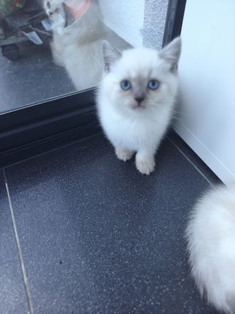 BKH Kitten weiß & Blue Point