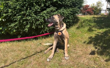 Kena sucht Malinois-Kenner