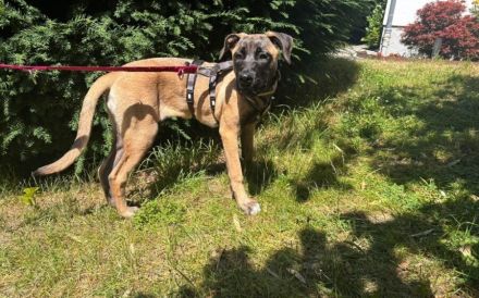 Kena sucht Malinois-Kenner