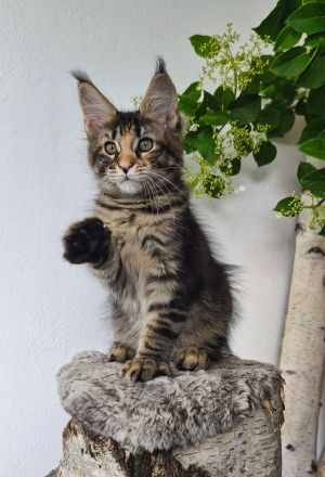Maine Coon Mädel