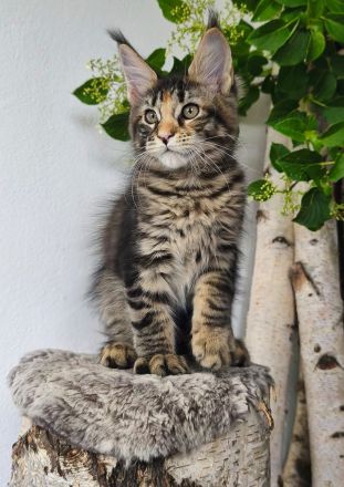 Maine Coon Mädel
