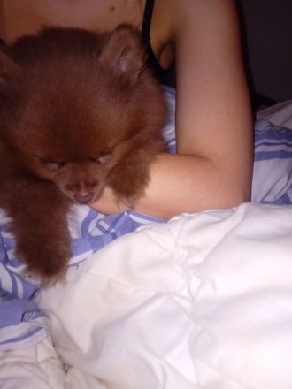 Pomeranian- Deckrüde- Stud Dog - Cão Reprodutor