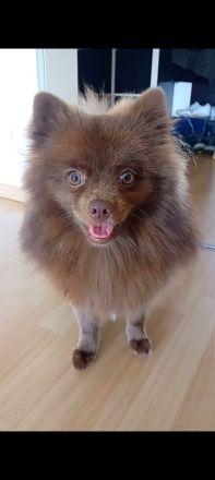 Pomeranian- Deckrüde- Stud Dog - Cão Reprodutor