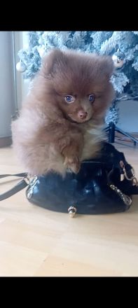 Pomeranian- Deckrüde- Stud Dog - Cão Reprodutor