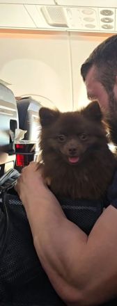 Pomeranian- Deckrüde- Stud Dog - Cão Reprodutor