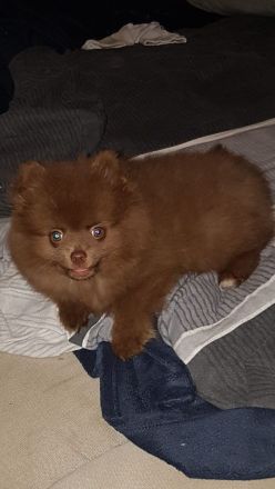 Pomeranian- Deckrüde- Stud Dog - Cão Reprodutor