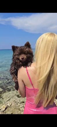 Pomeranian- Deckrüde- Stud Dog - Cão Reprodutor